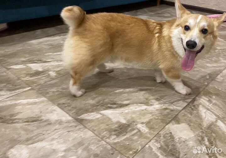 Собака корги вельш пемброк