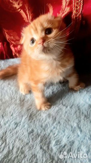 Шотландский котик