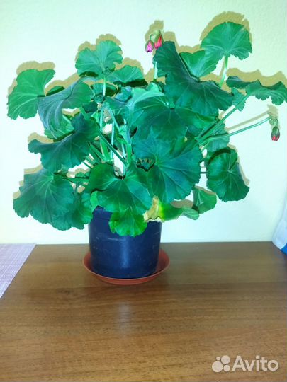 Герань красная