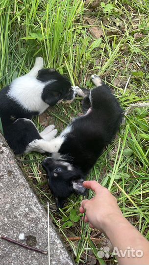 Щенки двортерьер