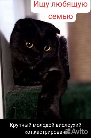 Коты,кошки, котята
