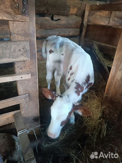 Тëлочка 20 суток