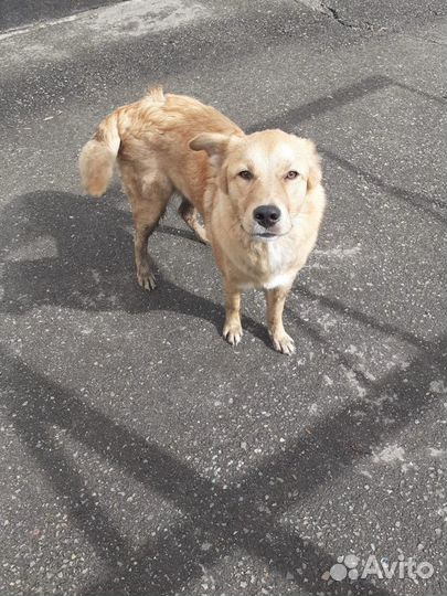 Собачка Ласка брошена при переезде