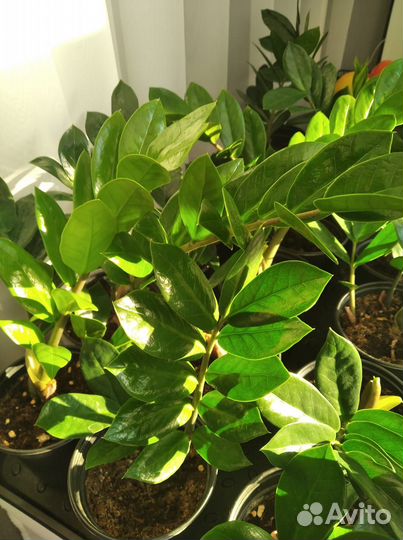 Замиокулькас (долларовое дерево)