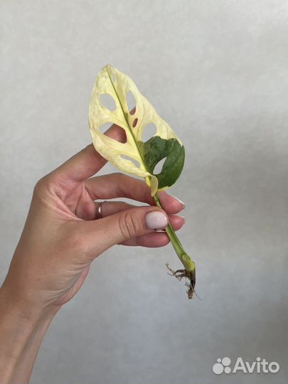 Монстера адансона вариегатная
