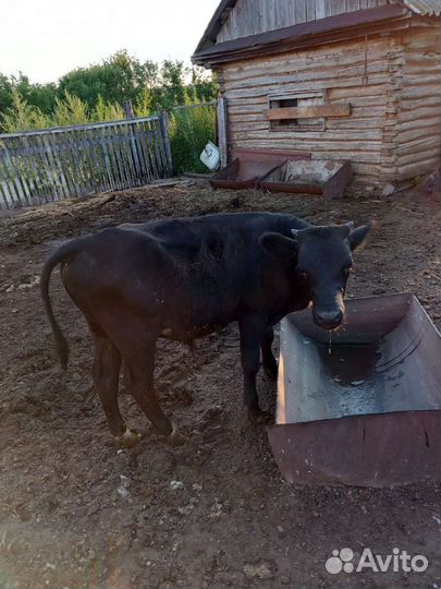 Продаётся бычок 5месяцев