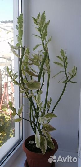 Педилантус