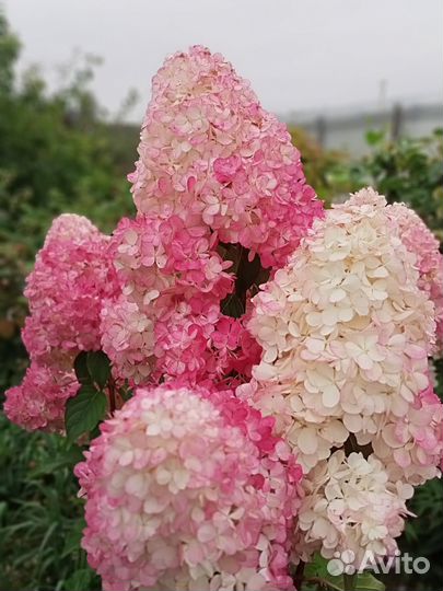 Гортензия Ванилла фрайз