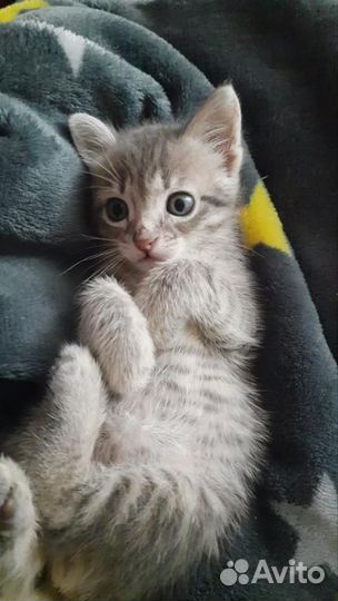 Котенок в добрые руки
