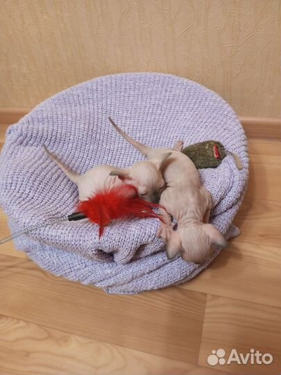 Канадский сфинкс