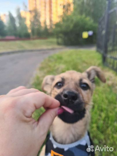 Щенок мини овчарки, в хорошие руки