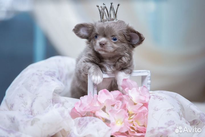 Шикарные Щенки Чихуахуа девочки и мальчики