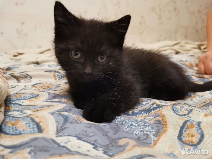 Котята шотландской вислоухой