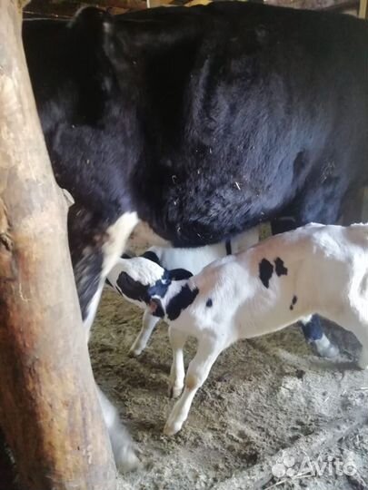 Коровы дойные с телятами