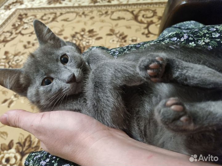 Отдам катенька в добрые руки