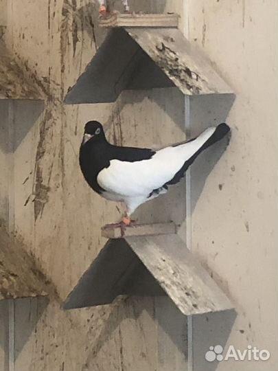 Продажа голубей