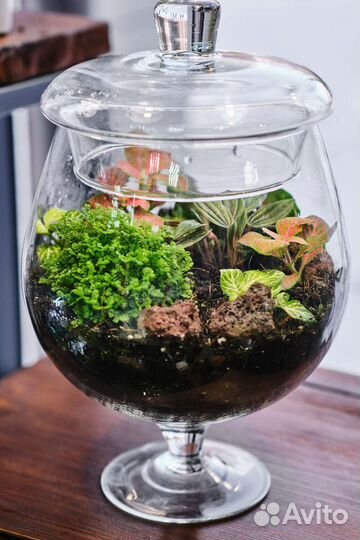 Флорариум Подарок Интерьер