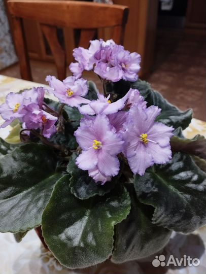 Фиалка в горшках