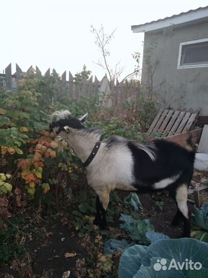 Альпийский Козёл