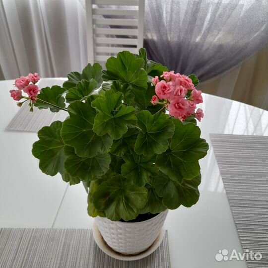 Пеларгония C.A Rose