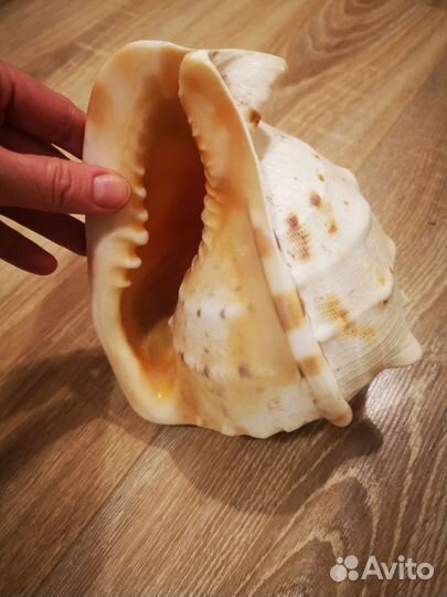 Ракушка большая раковина кассис