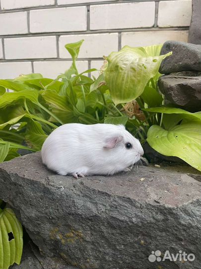 Американский тедди