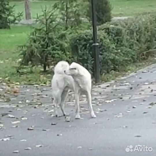 Собака в добрые руки