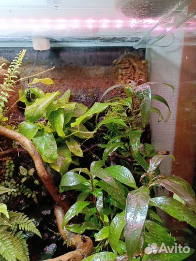 Флорариум палюдариум с 3 квакшами красноглазыми