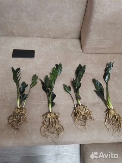 Замиокулькасы разных сортов