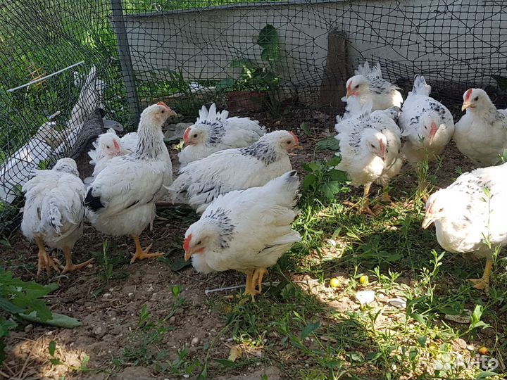 Цыплята, павлин, петухи