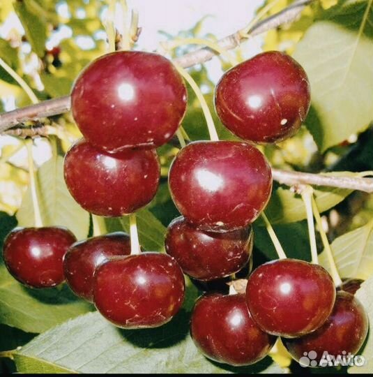 Вишня саженцы