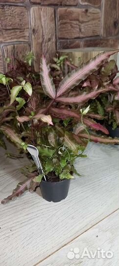 Птерис Albolineata Paint Pink 7/20