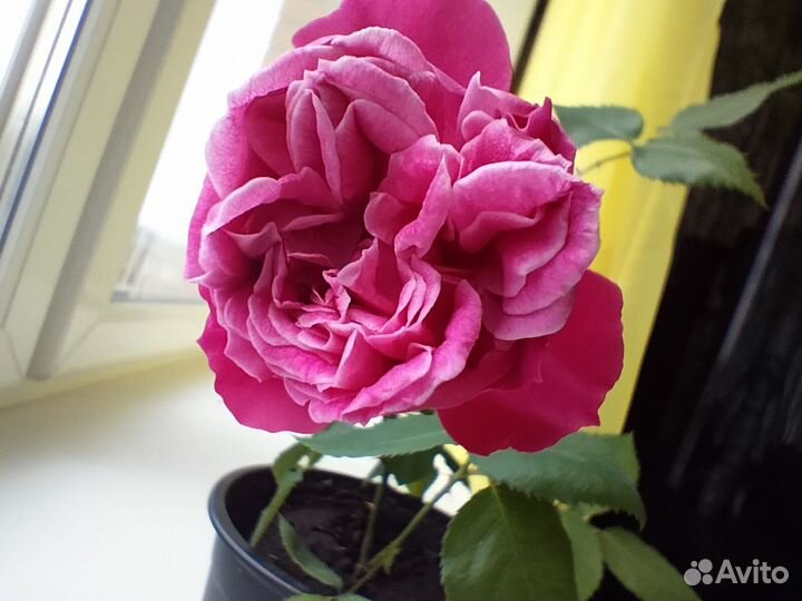 Роза комнатная Чайная(Венгерка,Бенгалка) малиновая