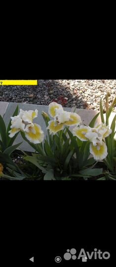 Карликовые ирисы