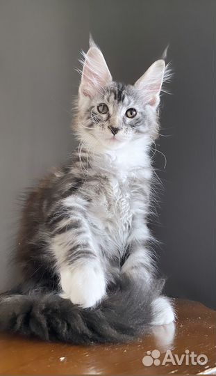 Мейн кун котенок