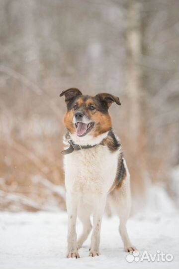 Джуль ищет дом и семью
