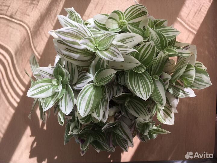 Комнатные домашние растения