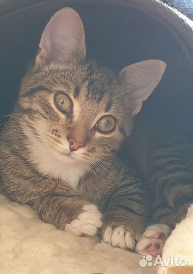 Отдам котёнка в заботливые добрые руки