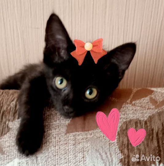 Котенок девочка