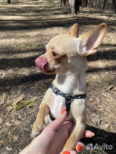 Вязка кобель чихуахуа