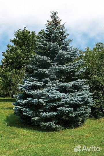 Ель колючая