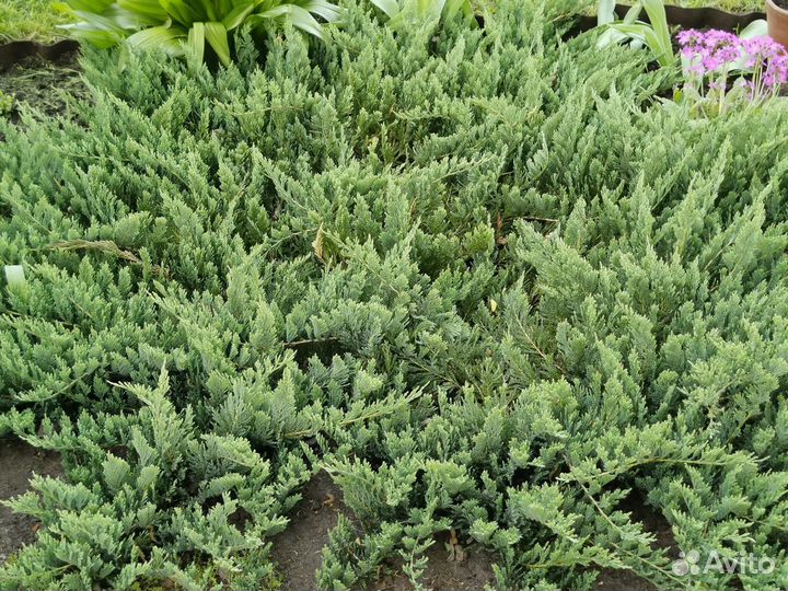 Можжевельник Блю чип