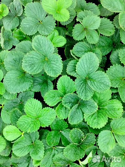 Рассада ремонтантной клубники