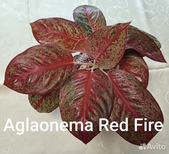 Аглаонема Red Fire