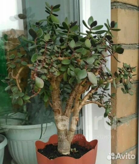Продам денежное дерево