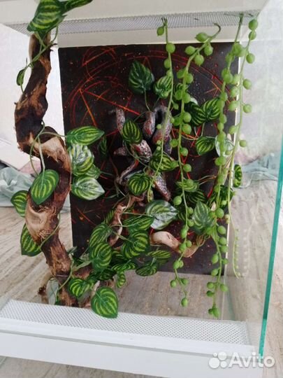 Террариум для геккона