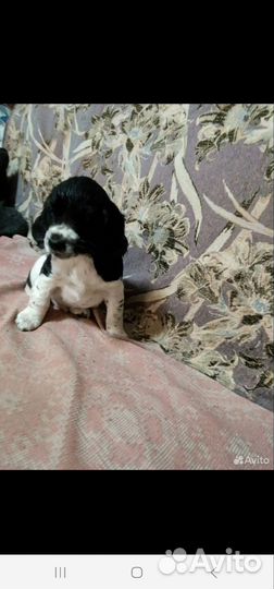 Щенки русского спаниеля