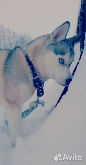 Метисы хаски