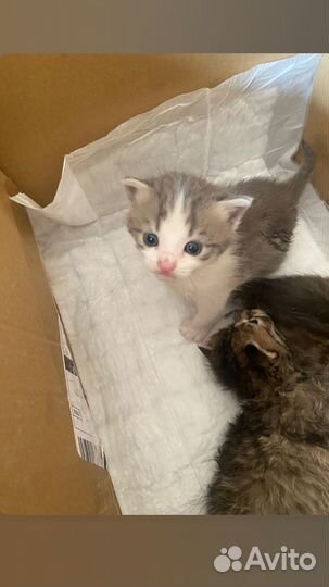 Котята в добрые руки