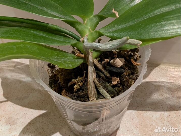 Орхидея фаленопсис тетраспис цветет